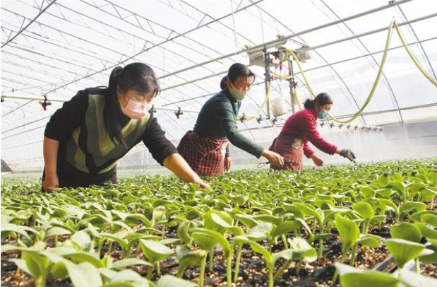 扶溝：全力確?！安嘶@子”種苗供應(yīng)