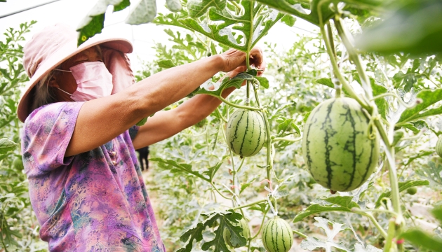 谷雨前后，種瓜點(diǎn)豆