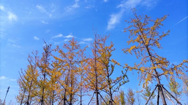 ?多彩的秋天，繽紛的秋葉