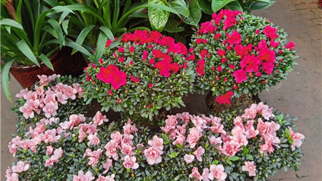 火紅年宵花，美麗過新年