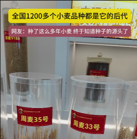 周口國家農(nóng)高區(qū)展示的種子資源，全國1200多個(gè)小麥品種都是它的后代!